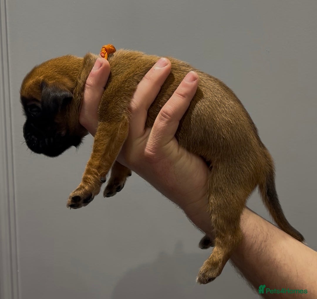 Boxer dogs for sale: 9 Beautiful Boxer Puppies - Pet Only  - Advert 24