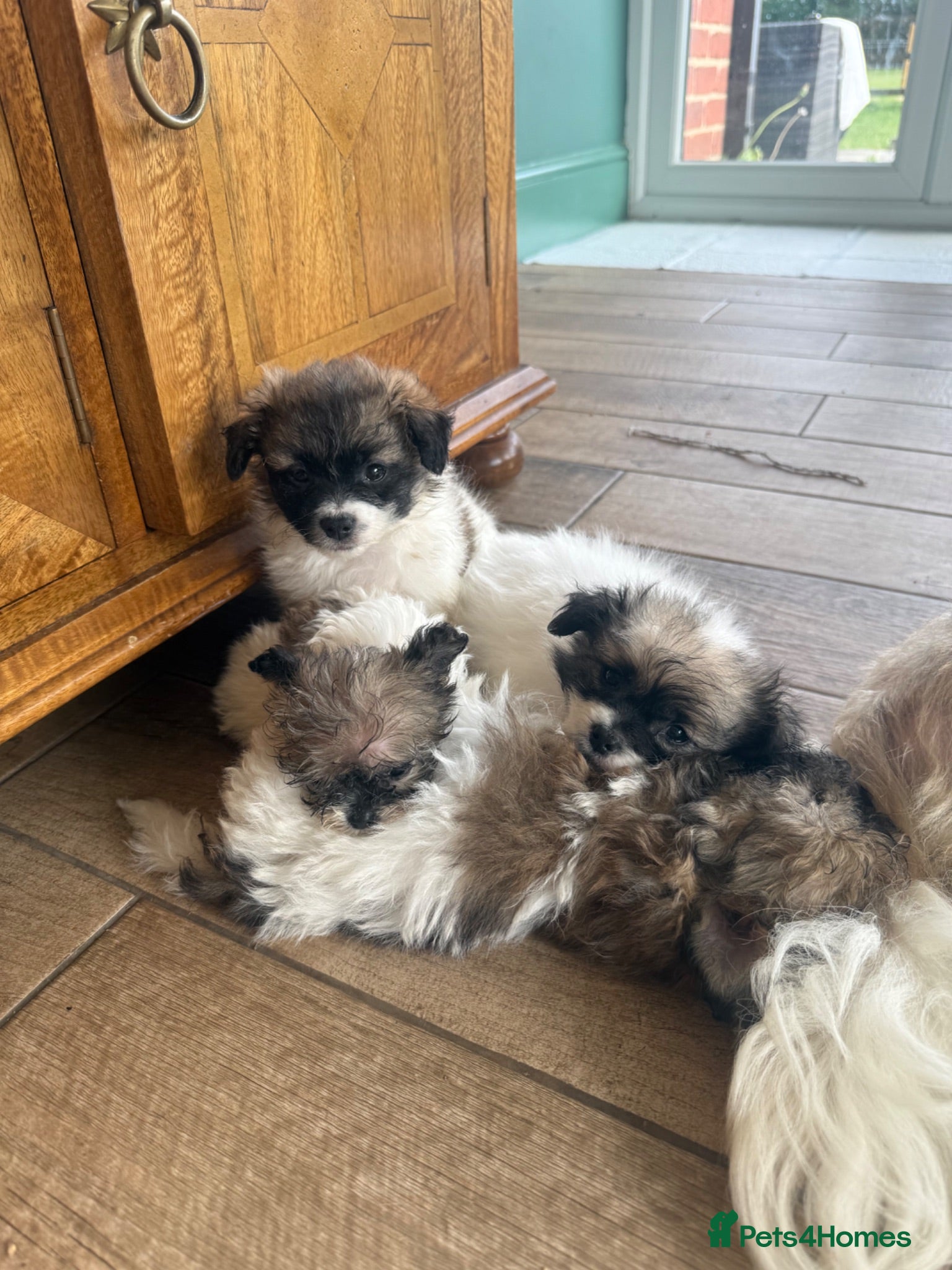 Shih Tzu dogs Tiny Shih Tzu (Shih Tzu/Imperial) - Advert 1