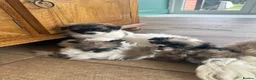 Shih Tzu dogs for sale: Tiny Shih Tzu (Shih Tzu/Imperial) in York - Advert 1