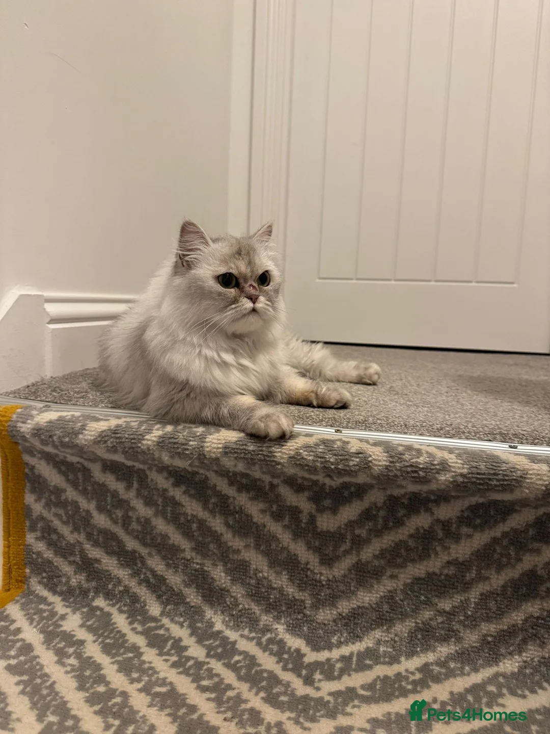 Persian cats for sale: Doll face persian - Advert 2