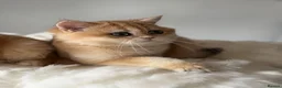 British Longhair cats for sale: British Shorthair or Longhair Godlen kittens  - Advert 29