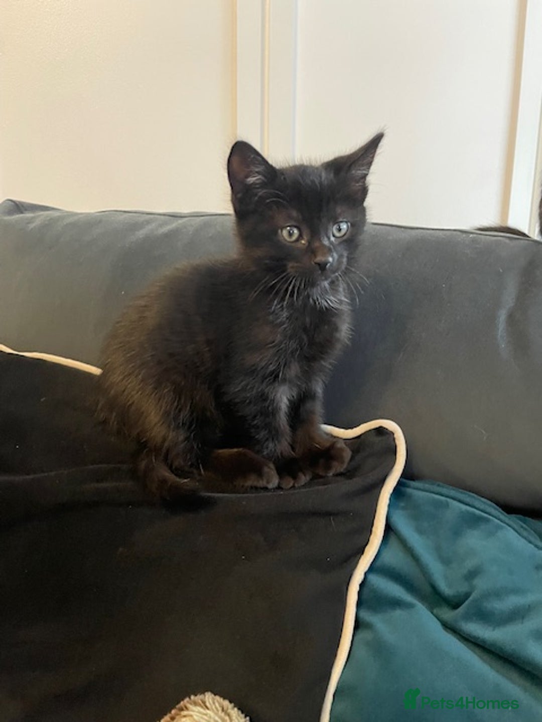 Domestic Shorthair cats for sale: 7 beautiful kittens!!!🐈‍⬛🐈‍⬛🐈‍⬛ - Image 9