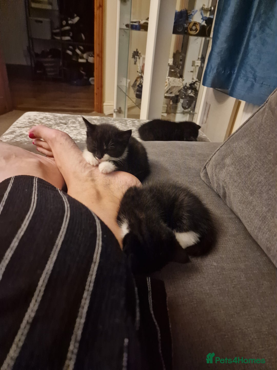 Mixed Breed cats for sale: 5 Gorgeous Tuxedo Kittens - Image 10