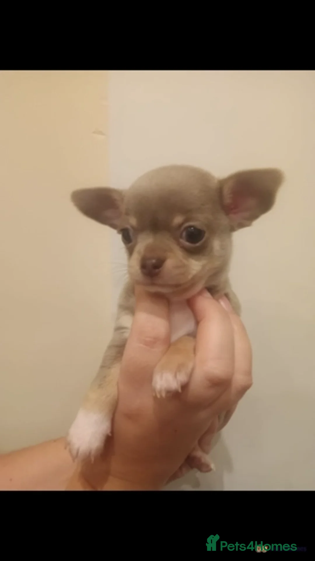Chihuahua dogs for stud: **Well Proven Stud**- Stunning Lilac Smooth Coat  in Morecambe - Advert 10