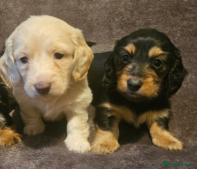 Miniature Dachshund dogs adorable long hair miniature dachshund boys - Advert 1