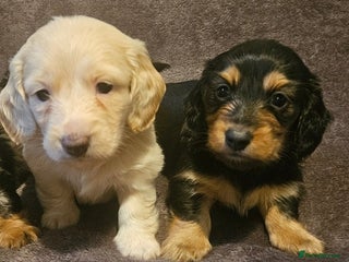 Miniature Dachshund dogs adorable long hair miniature dachshund boys - Advert 8