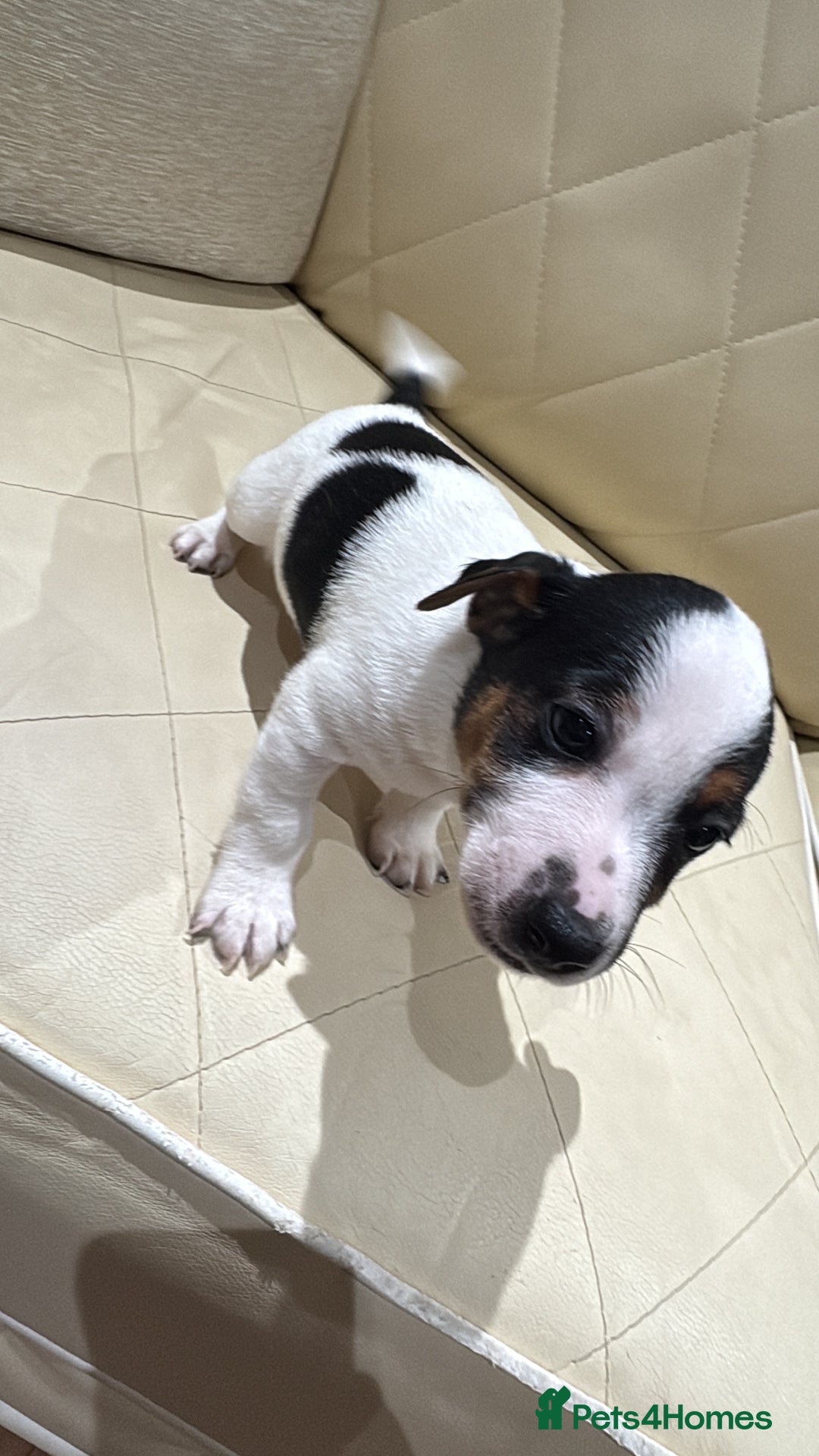 Jack Russell dogs for sale: Jack Russell - Advert 14