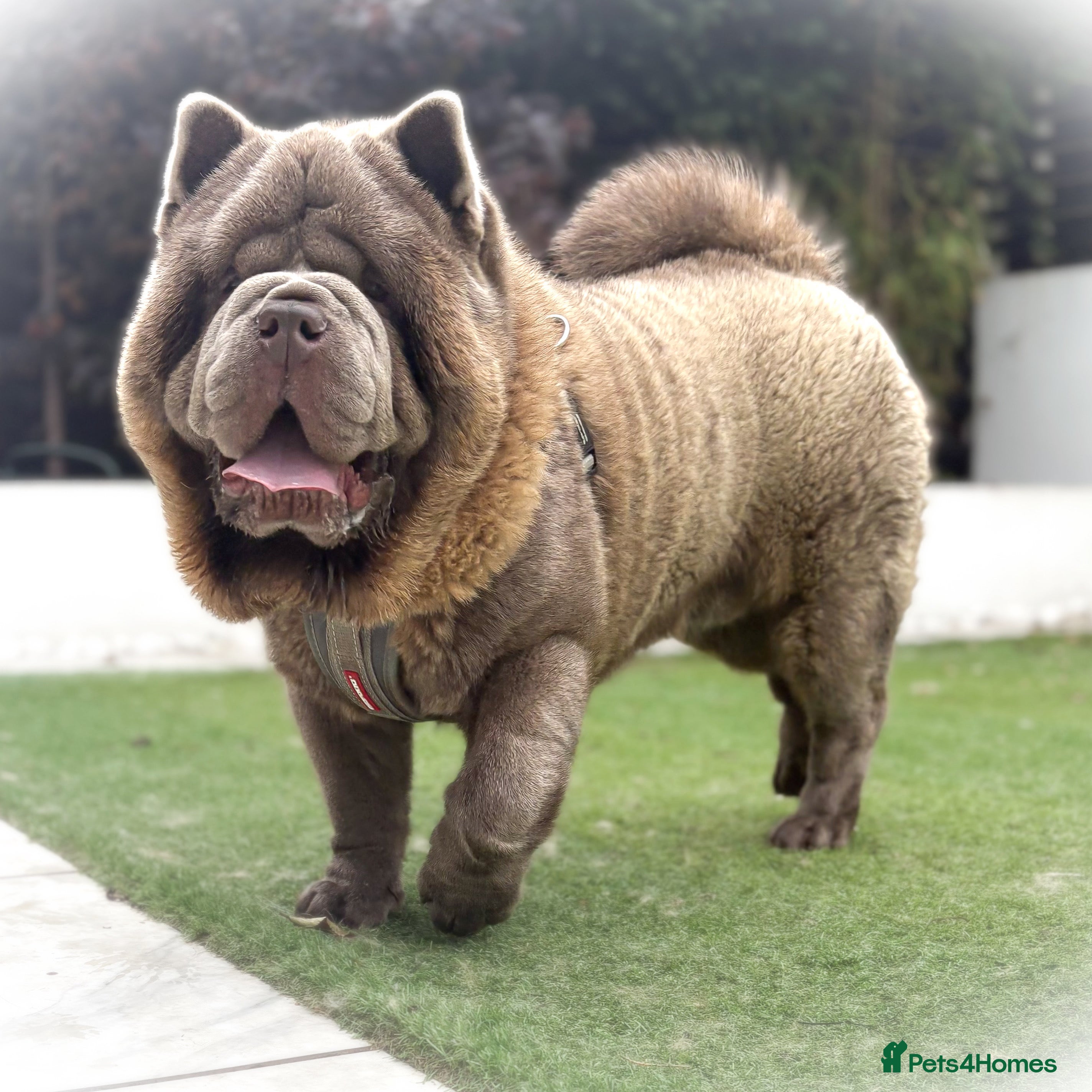 Chow Chow dogs The only rare lilac smooth coat KC reg  - Advert 6