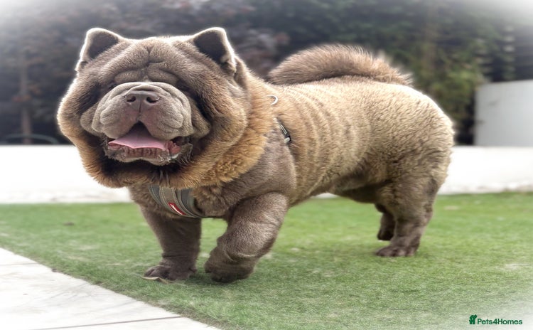 Chow Chow dogs - Advert 4