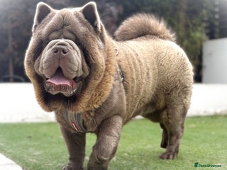 Chow Chow dogs - Advert 3