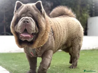 Chow Chow dogs The only rare lilac smooth coat KC reg - Advert 1