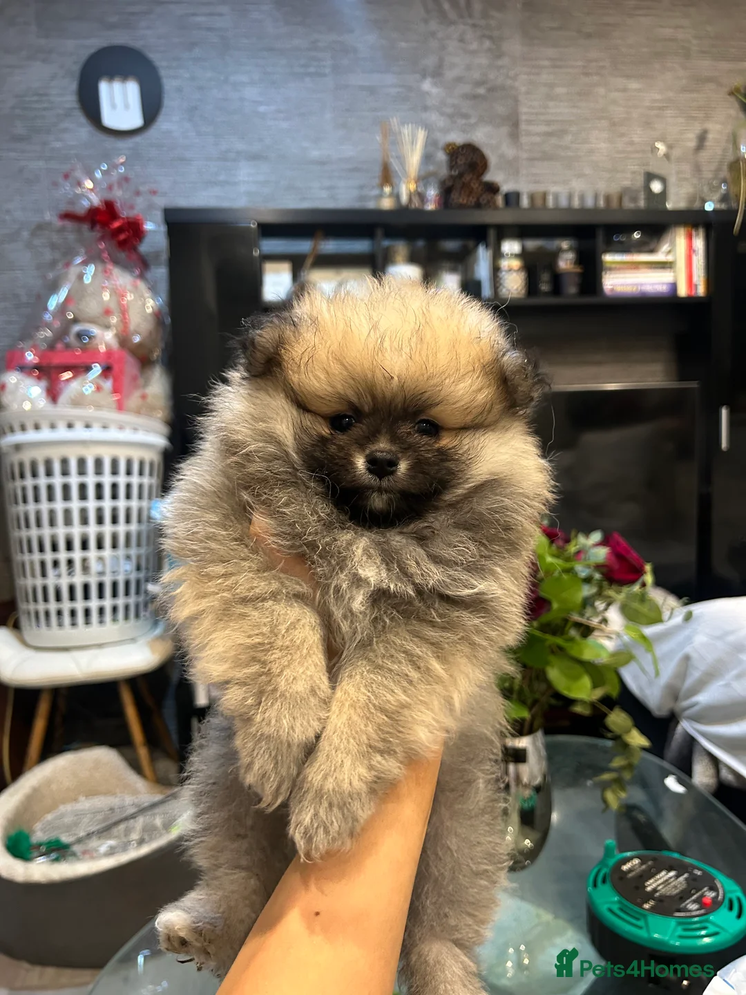 Pomeranian dogs for sale: 2 Pomeranian girls ready now  - Advert 4