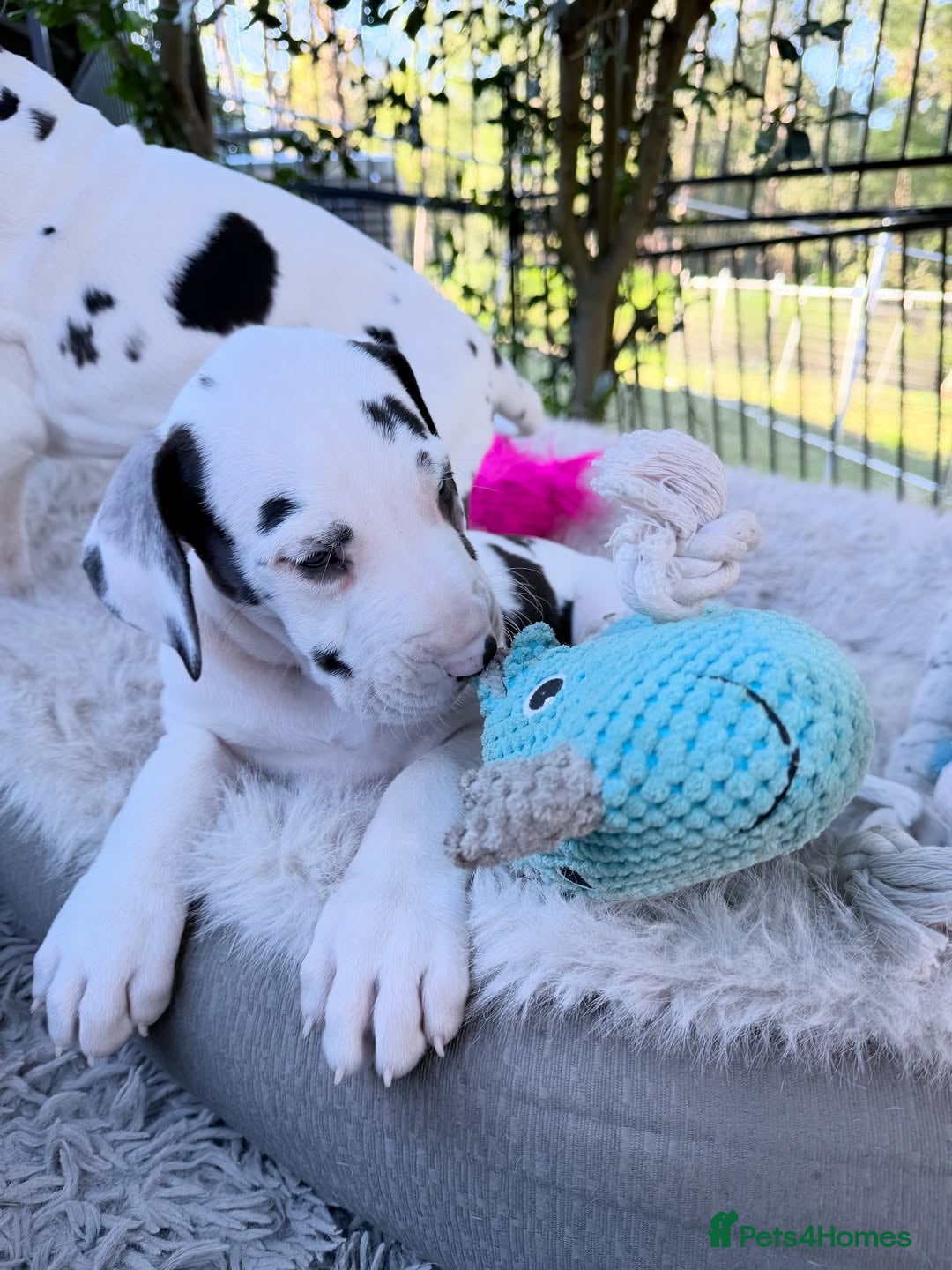 Great Dane dogs for sale: Great Danes Available–Gentle Giants in the Making - Advert 17