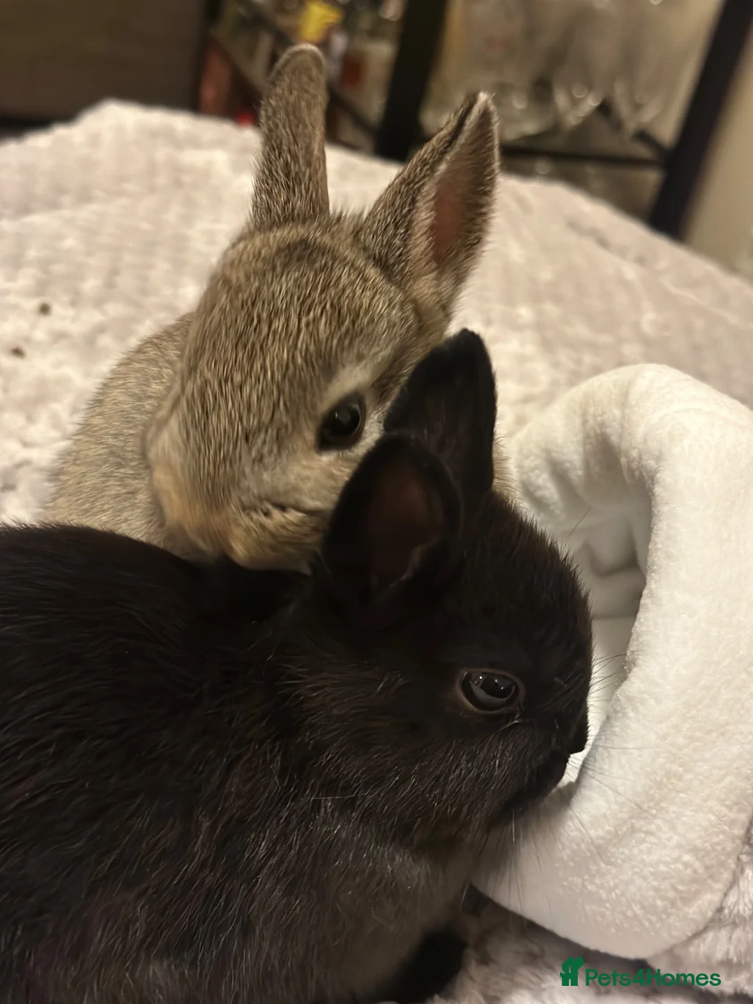 Netherland Dwarf rabbits for sale: 8 month brother and sister urgent rehoming! in London - Advert 2