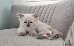 Siberian cats for sale: Siberian Neva Masquerade kittens - Image 7