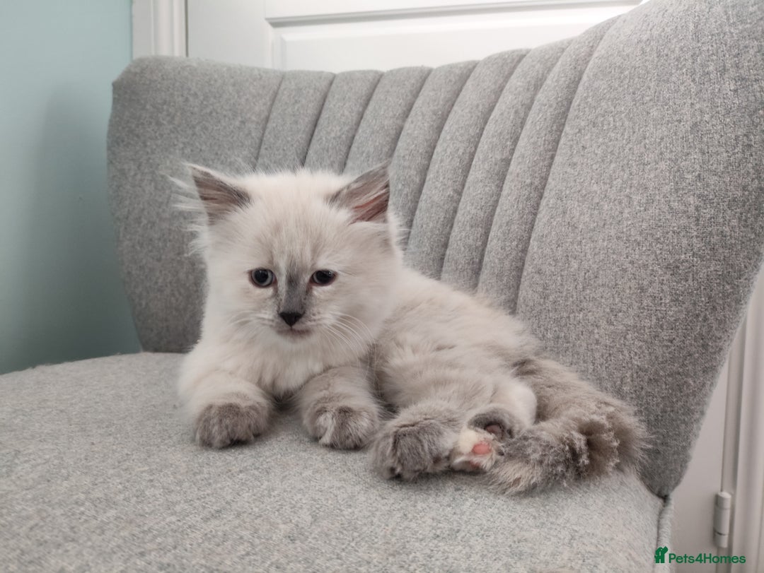 Siberian cats for sale: Siberian Neva Masquerade kittens - Image 7