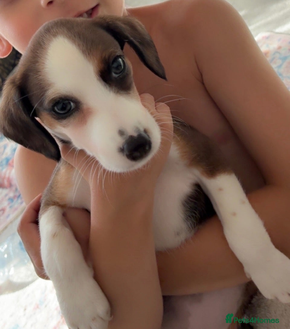 Beagle dogs Dora  - Advert 2