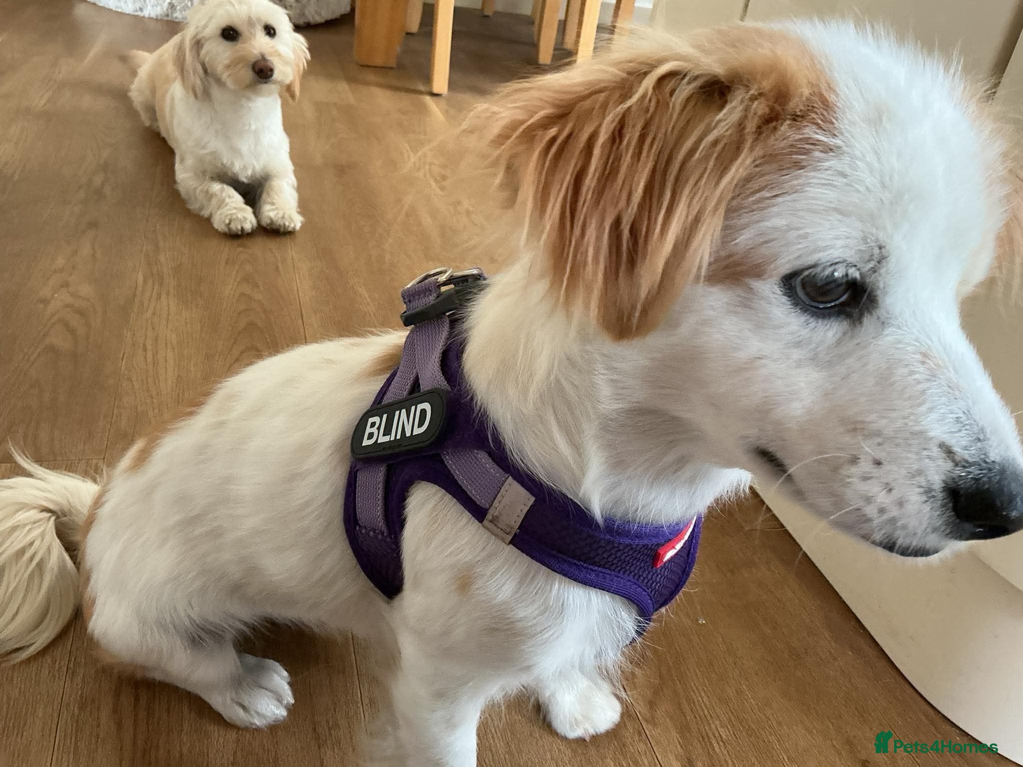 Mixed Breed dogs Happy Barney - Advert 3
