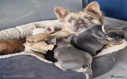 French Bulldog dogs for sale: French Bulldog Female - Image 10