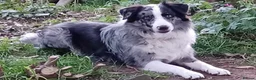 Border Collie dogs for stud: Pure breed Blue merle border collie for stud only in Loughborough - Advert 2
