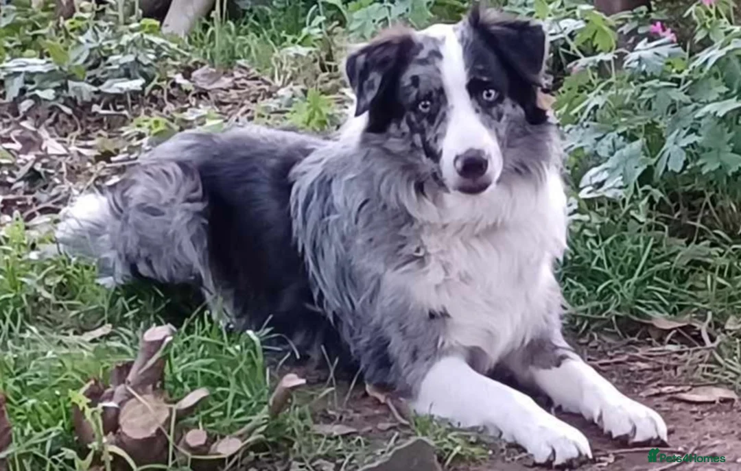 Border Collie dogs for stud: Pure breed Blue merle border collie for stud only in Loughborough - Advert 2