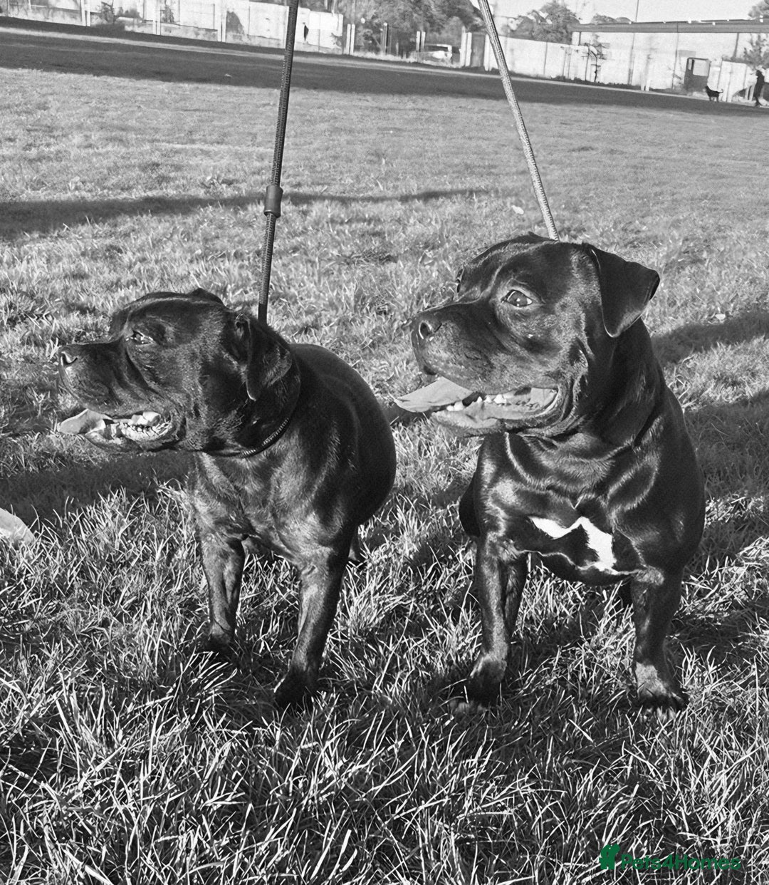 Staffordshire Bull Terrier dogs for sale: 4 Kc Reg Staffordshire Bull Terrier Females 🩷 - Advert 6