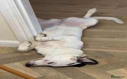 Mixed Breed dogs for adoption: 10 Month Old Clover is looking for a forever home  - Image 7