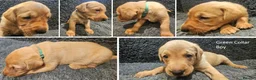 Labrador Retriever dogs for sale: Stunning Red Fox Labs : Health Checked-KC Reg-FTCH - Advert 9