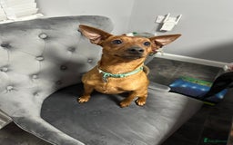 Miniature Pinscher dogs for sale: ✨ Exceptional Miniature Pinscher Puppies ✨ - Image 18