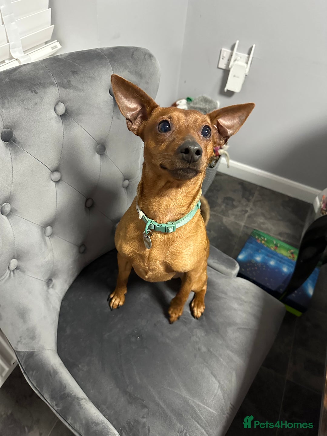 Miniature Pinscher dogs for sale: ✨ Exceptional Miniature Pinscher Puppies ✨ - Image 18