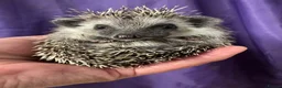 Pygmy Hedgehog rodents for sale: 9 week hoglets/ full masked/ reverse pinto READY   - Advert 19
