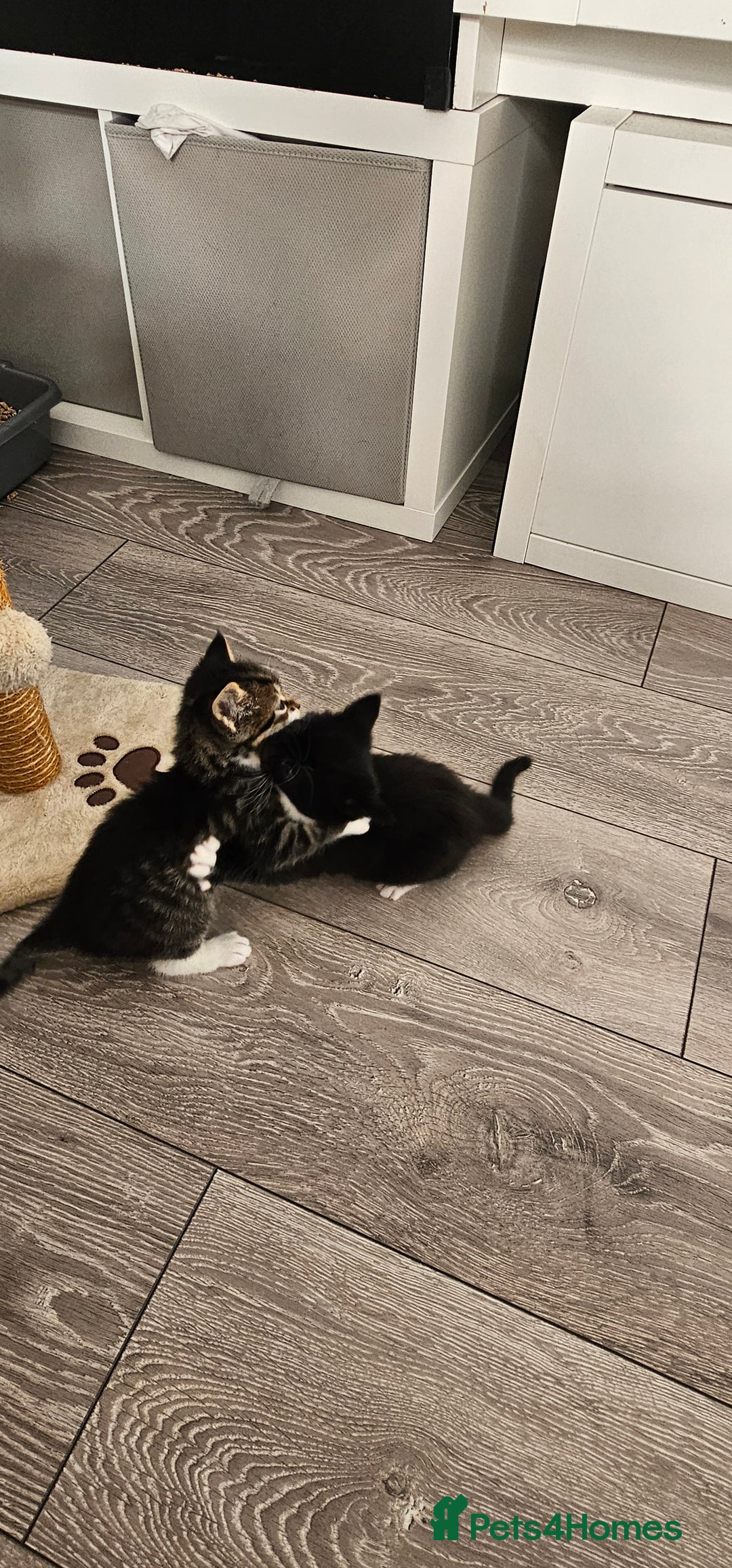 Mixed Breed cats for sale: Beautiful friendly kitties 💖 ready for homes 💕 - Image 8