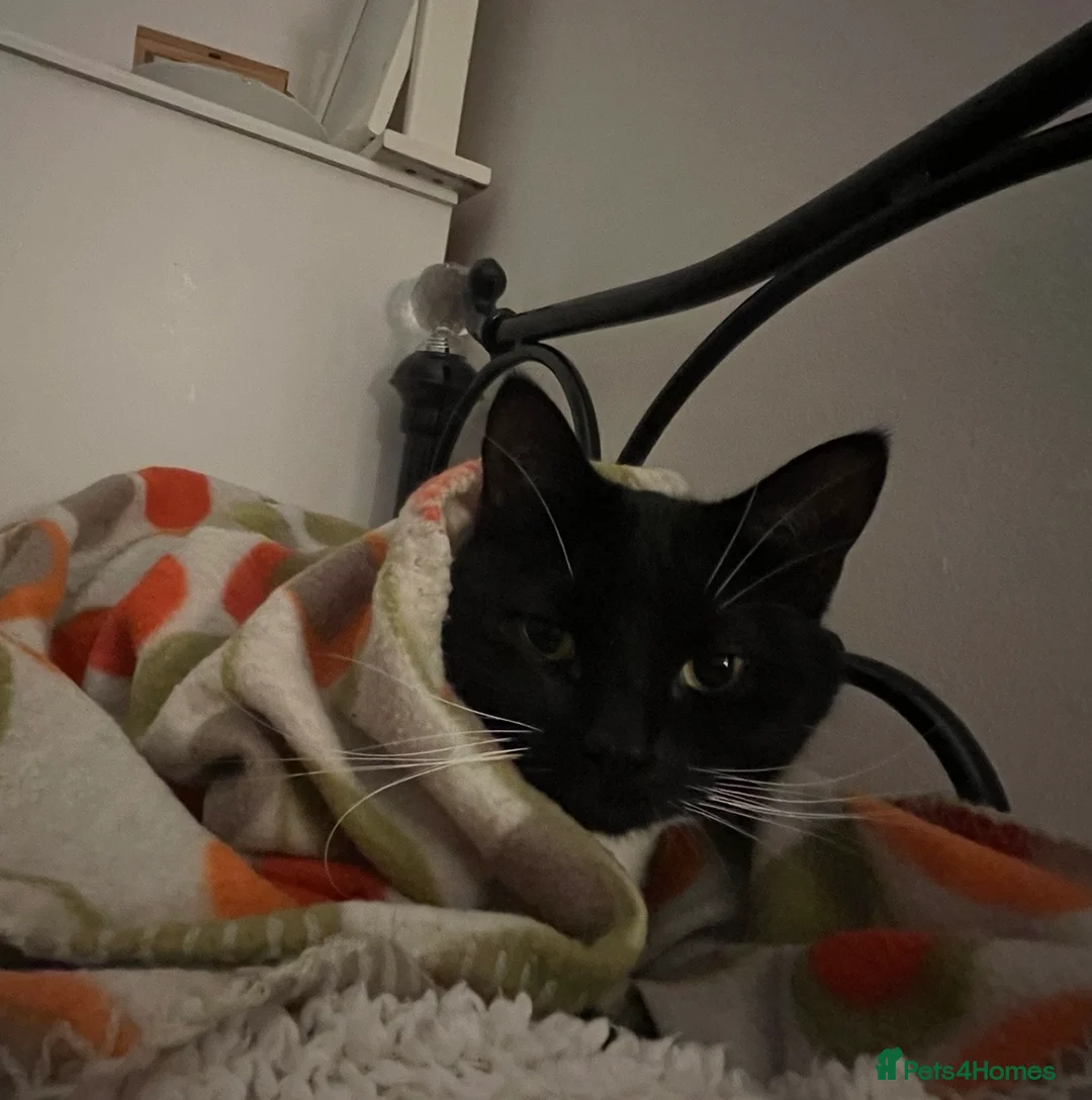 Mixed Breed cats for sale: For adoption  - Advert 10