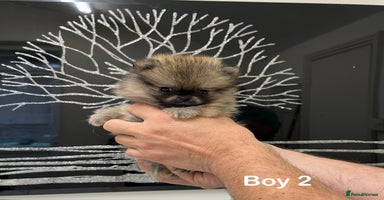 Pomeranian dogs - Advert 9