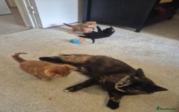 European cats for sale: 4 Adorable Kittens😻 Ready for Loving homes - Image 7