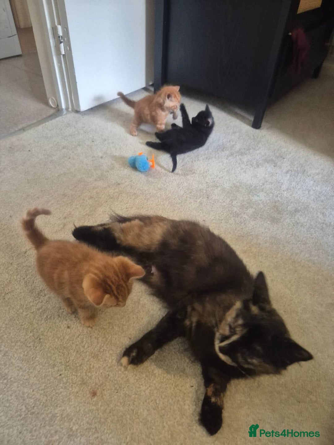 European cats for sale: 4 Adorable Kittens😻 Ready for Loving homes - Image 7