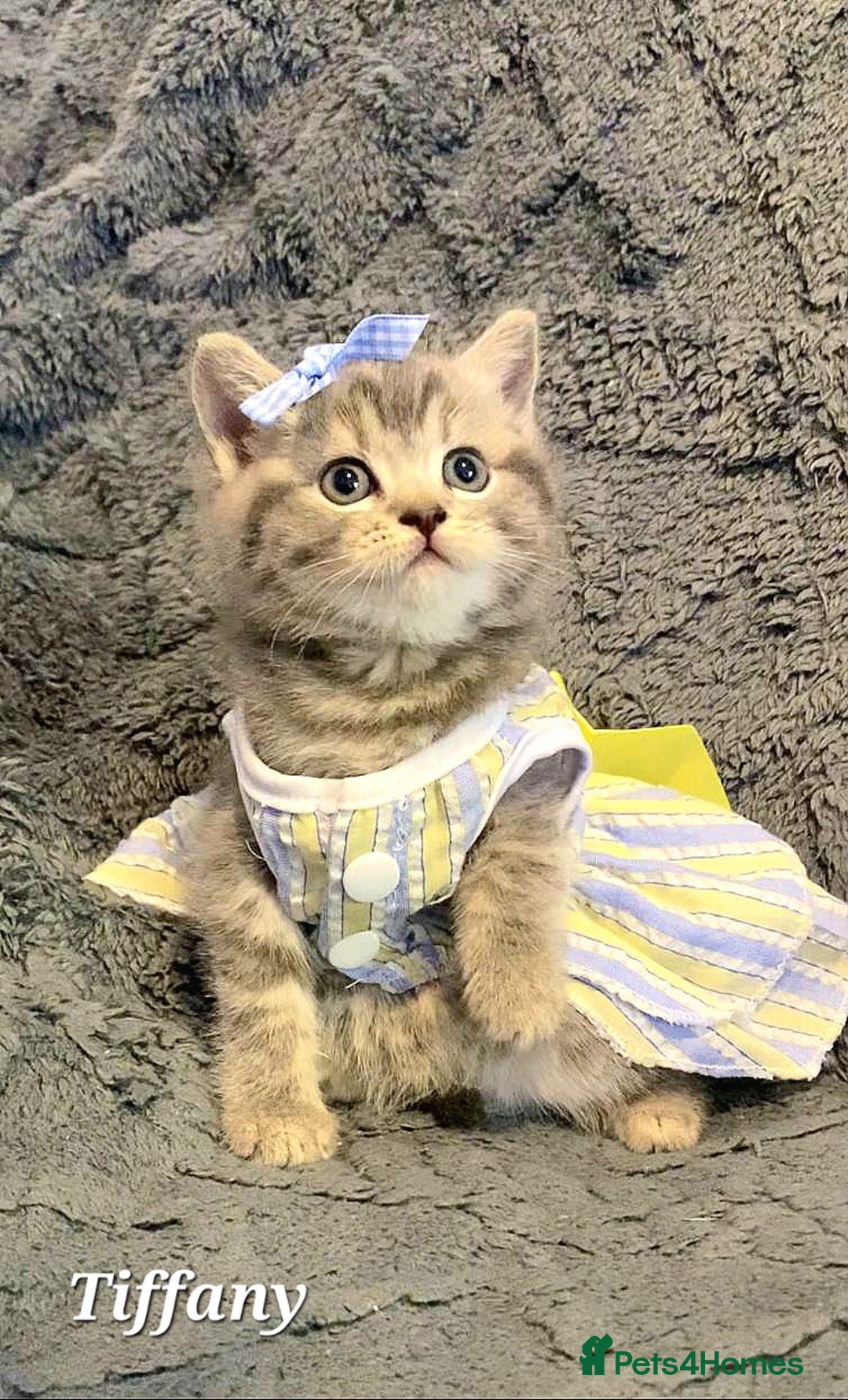 British Shorthair cats for sale: Little princess 👸  - Advert 8