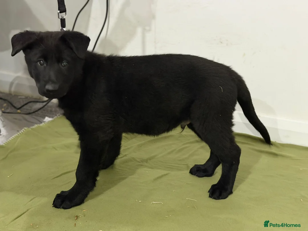 German Shepherd dogs for sale: DDR Working Line GSD Puppies Rare Working Lines - Advert 33