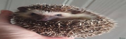 Pygmy Hedgehog rodents for sale:  Full pedigree Baby African pygmy hedgehogs  - Advert 1