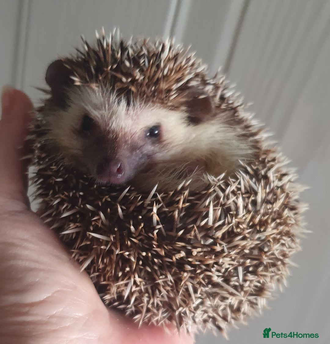 Pygmy Hedgehog rodents for sale:  Full pedigree Baby African pygmy hedgehogs  - Advert 1