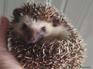 Pygmy Hedgehog rodents Full pedigree Baby African pygmy hedgehogs - Advert 1