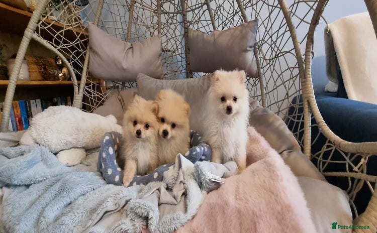Pomeranian dogs - Advert 8
