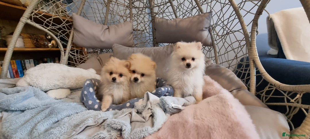 Pomeranian dogs for sale: 1 cream sable Pomeranian puppy. - Image 2