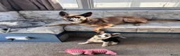 Border Collie dogs for sale: Skye. Blue eyed Border Collie.  - Advert 6
