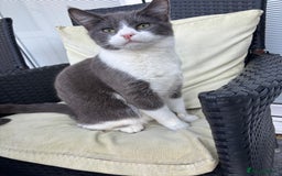 Domestic Shorthair cats for sale: Grey and white kitten  - Image 2