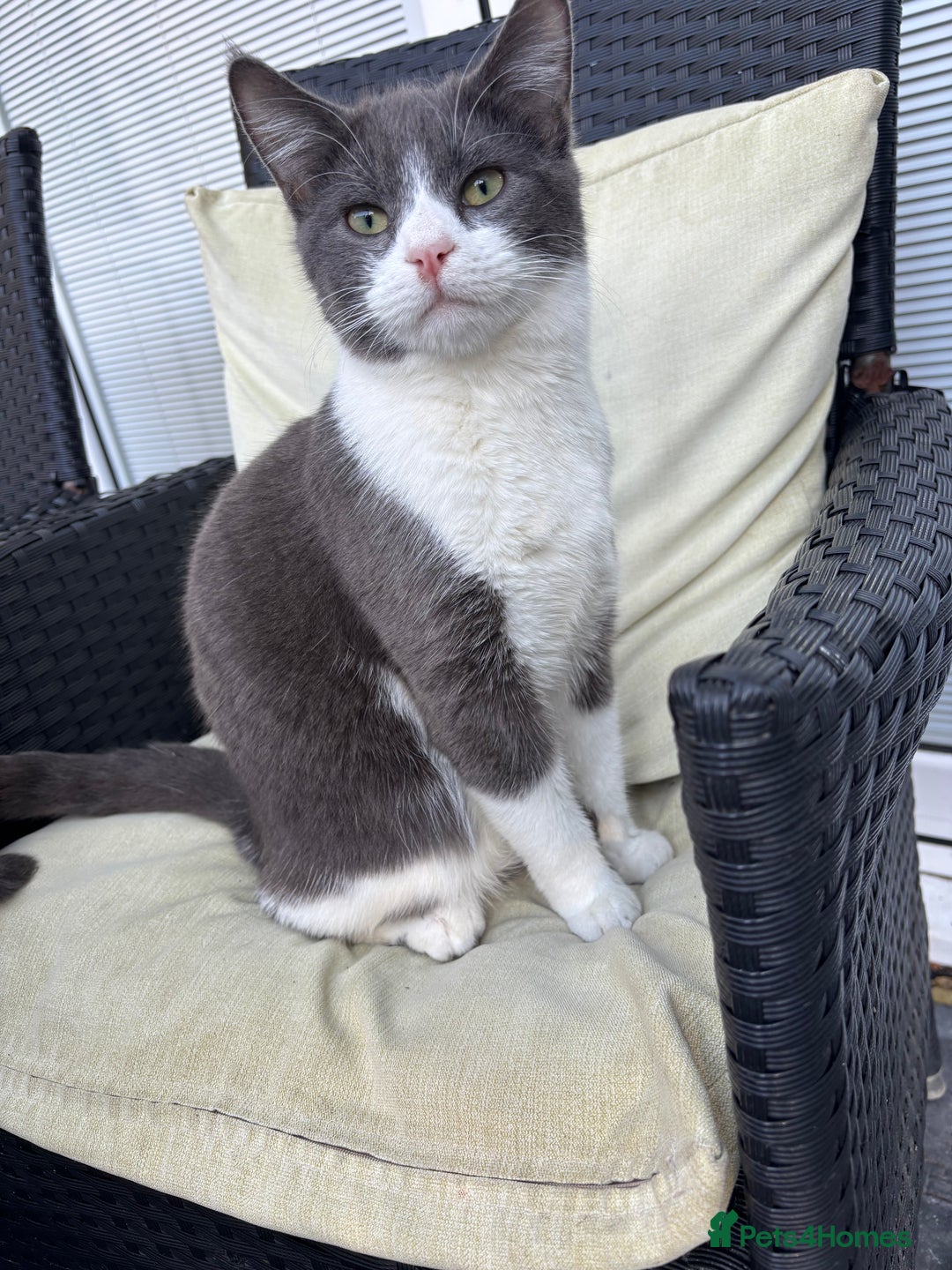 Domestic Shorthair cats for sale: Grey and white kitten  - Image 2