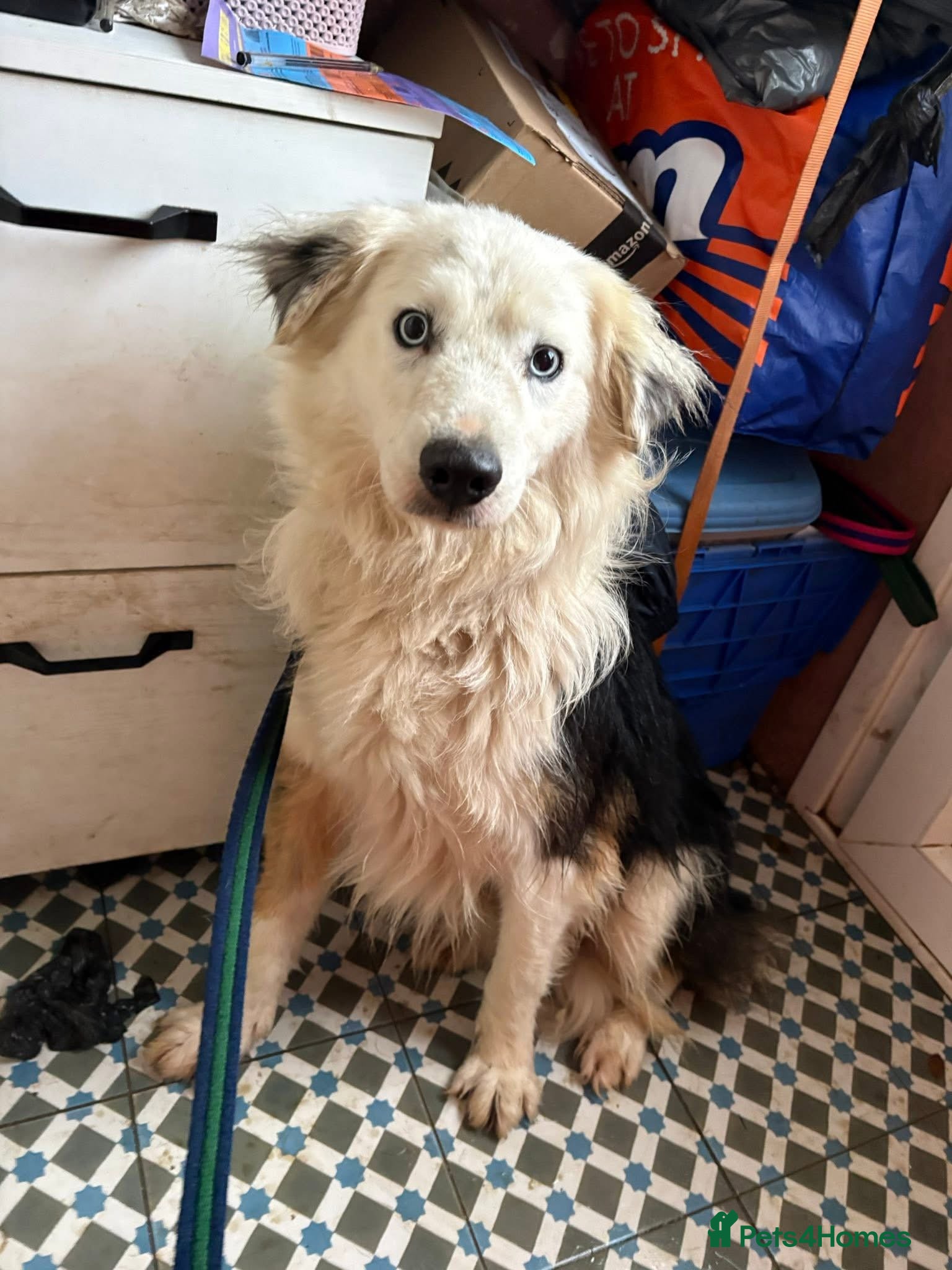 Border Collie dogs Blue - Norwich Norfolk  - Advert 1