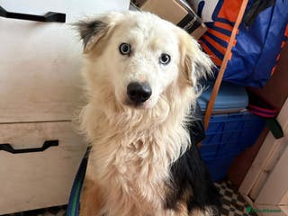 Border Collie dogs Blue - Norwich Norfolk - Advert 8