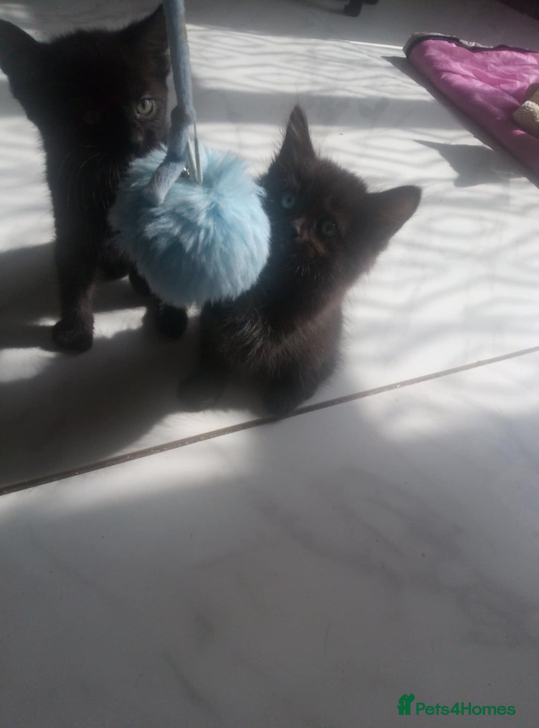 Mixed Breed cats for sale: Kittens - Image 2