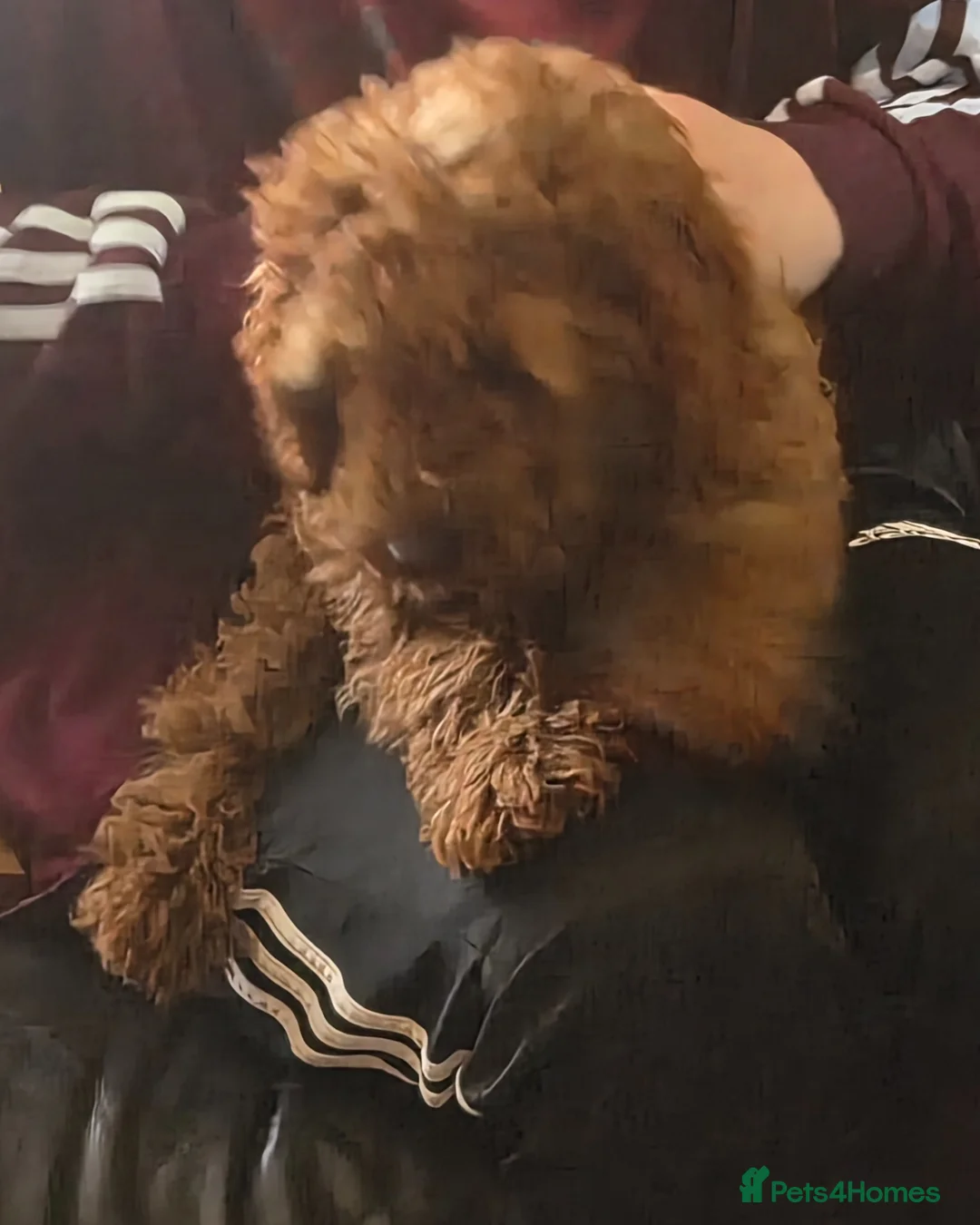 Cavapoo dogs for sale: Cavapoo female puppy  - Advert 1